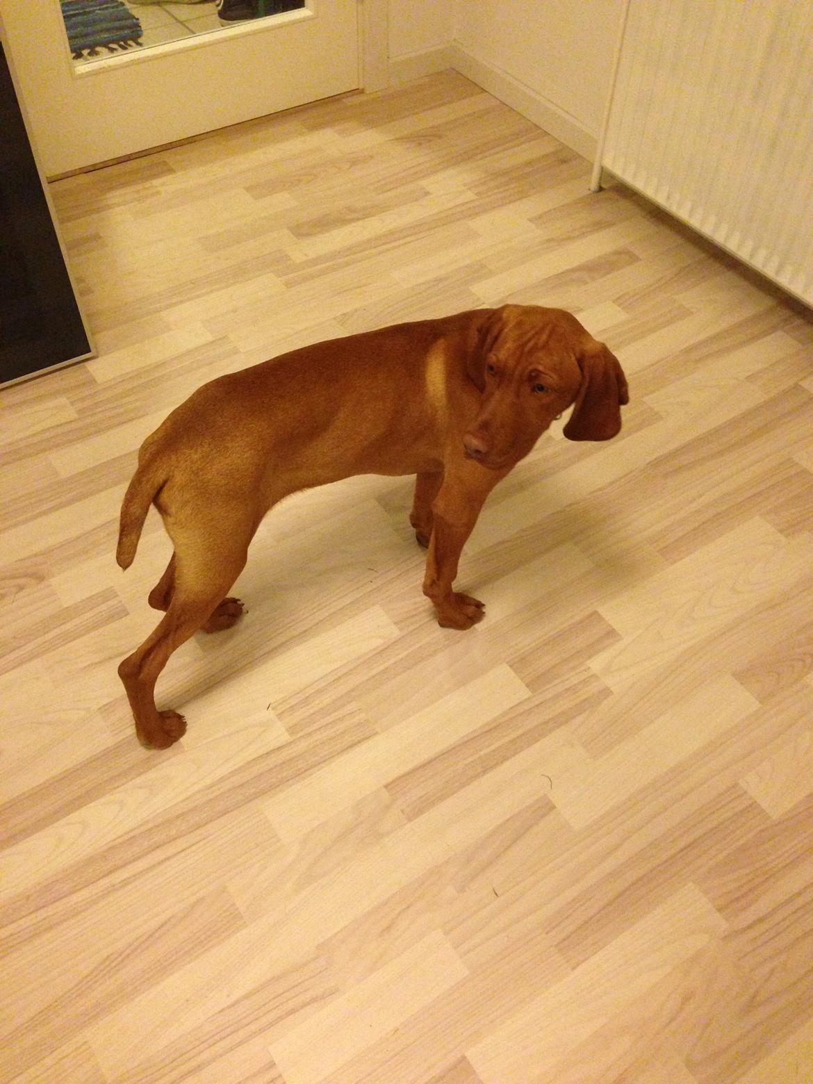 Vizsla Viggo billede 2