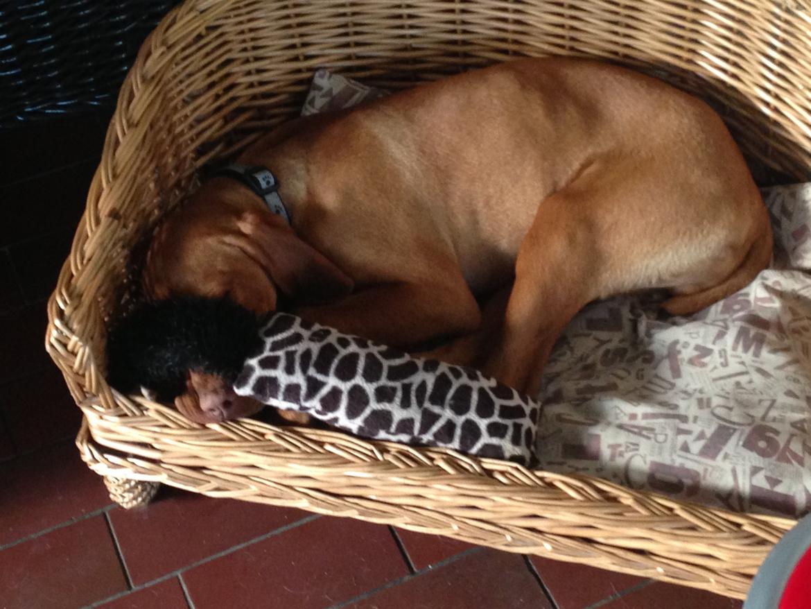 Vizsla Viggo billede 6