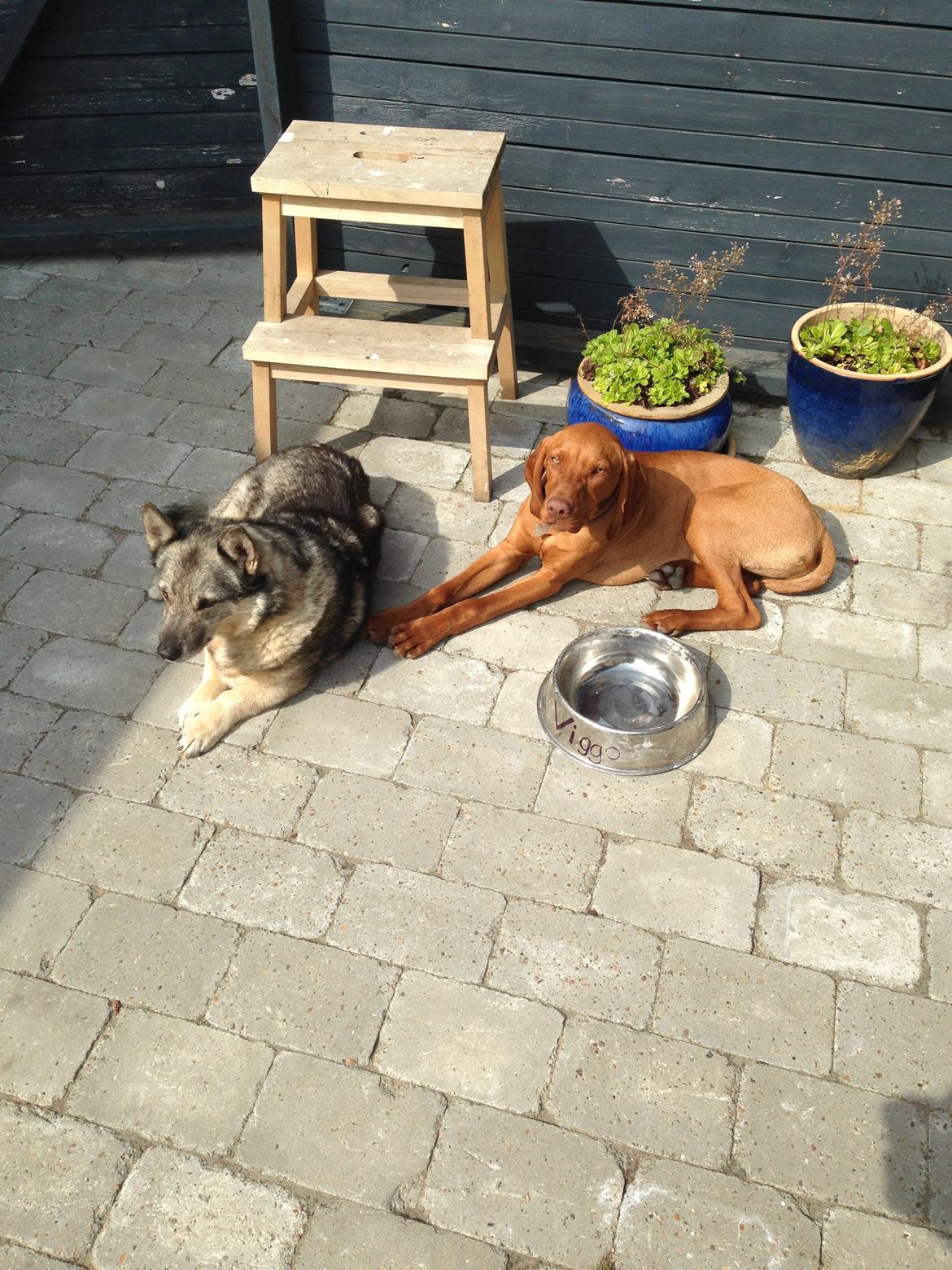 Vizsla Viggo billede 7