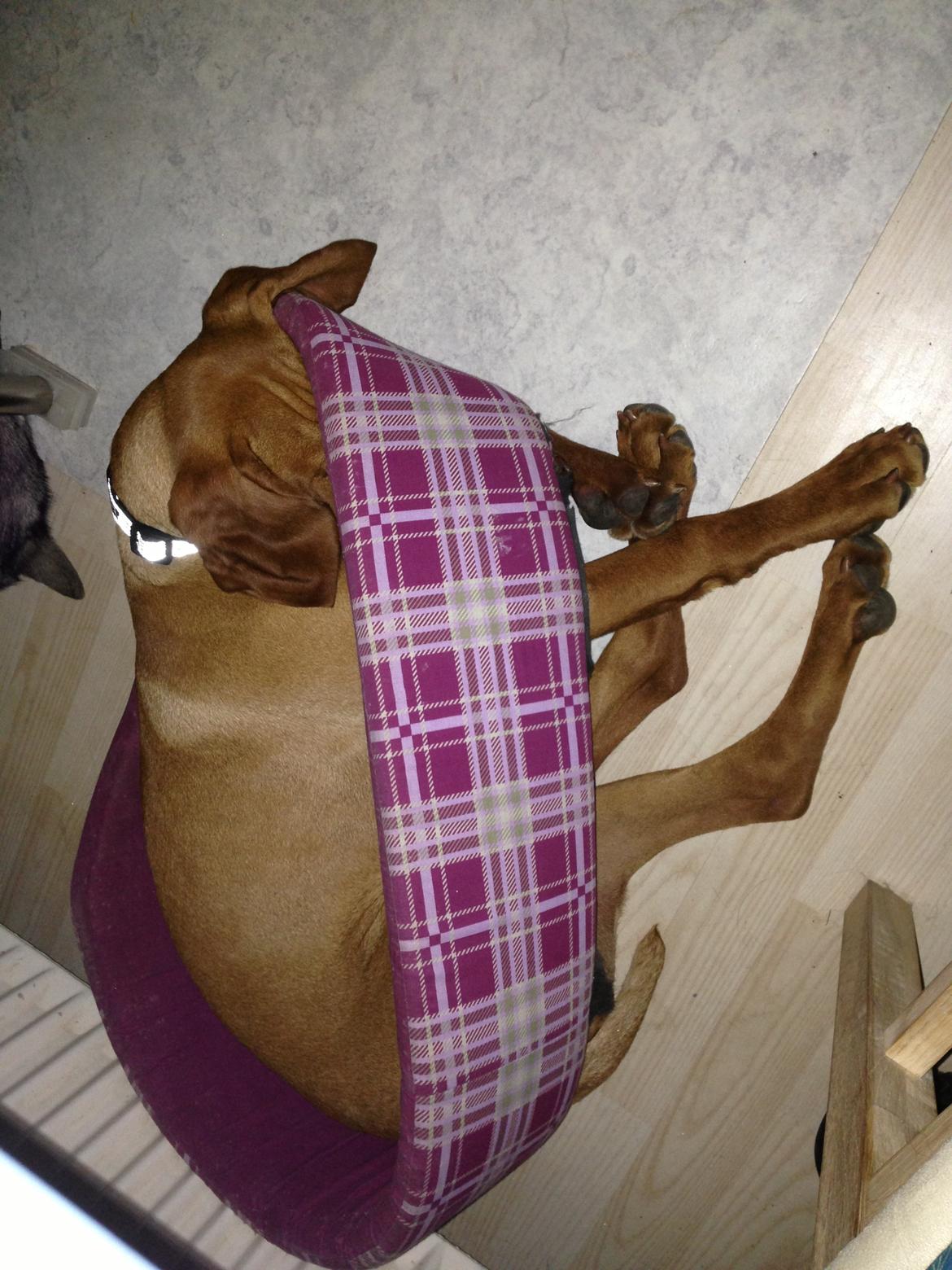 Vizsla Viggo billede 8