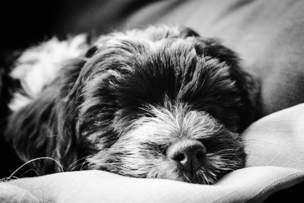 Bichon havanais Mango billede 1