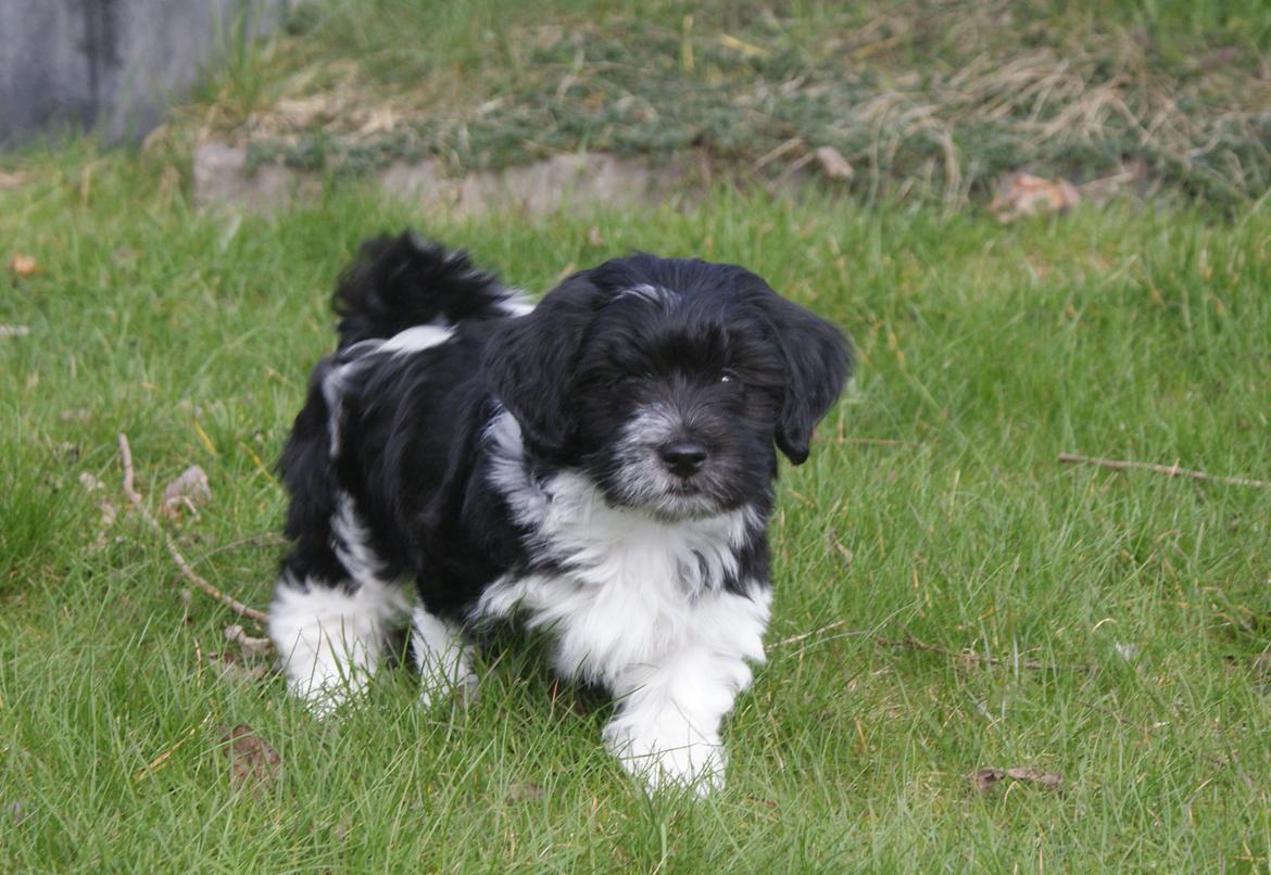 Bichon havanais Mango billede 2