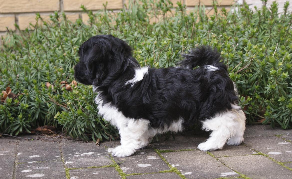 Bichon havanais Mango billede 3