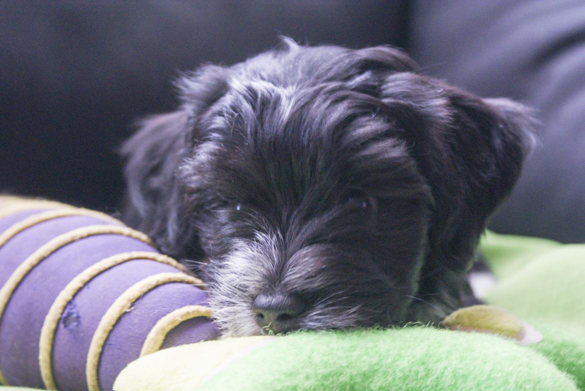 Bichon havanais Mango billede 5