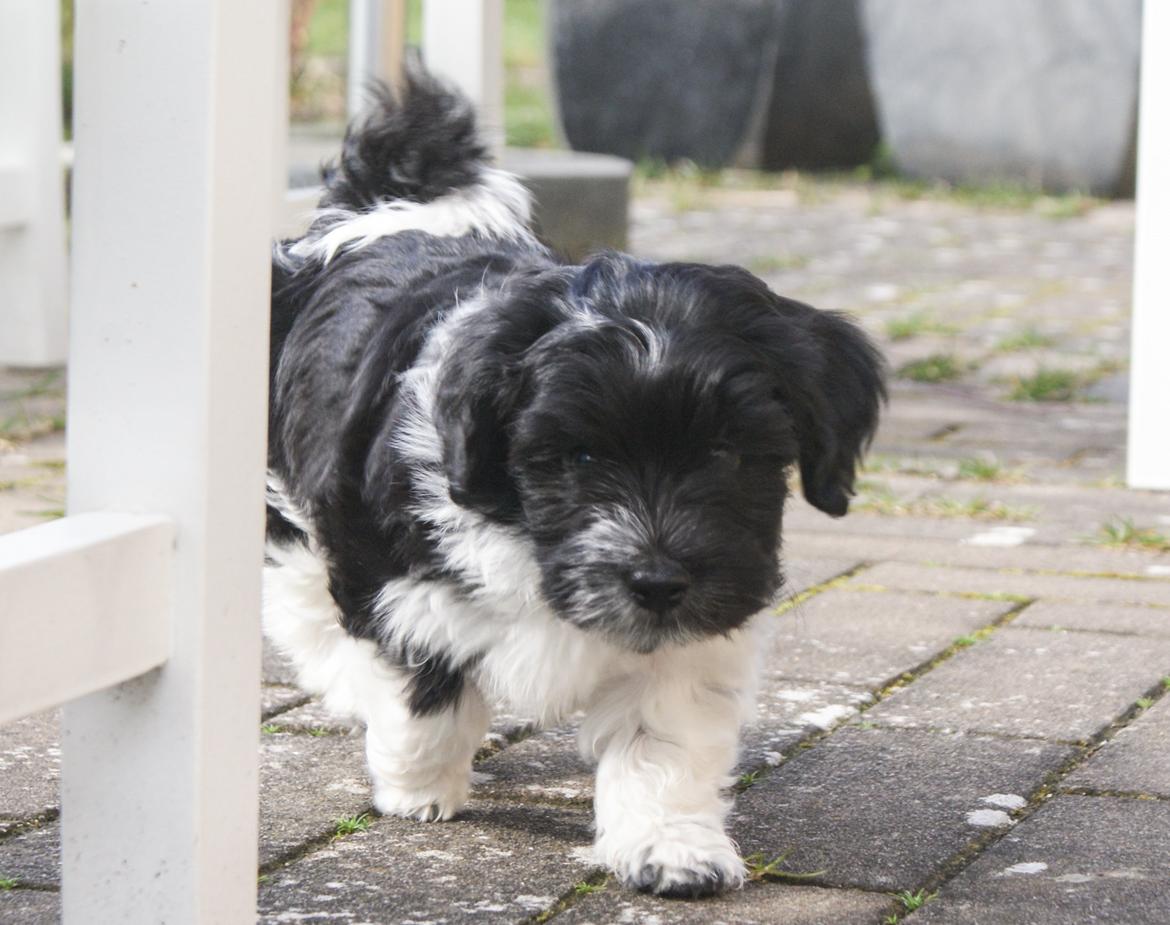 Bichon havanais Mango billede 4