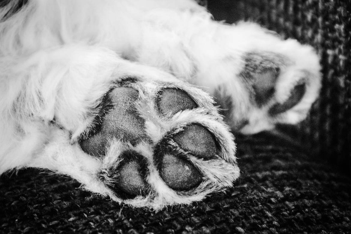 Bichon havanais Mango billede 11