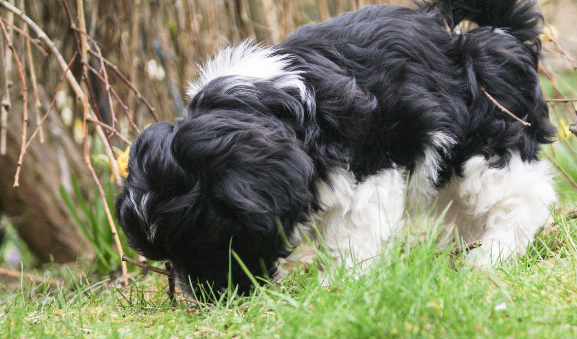 Bichon havanais Mango billede 7