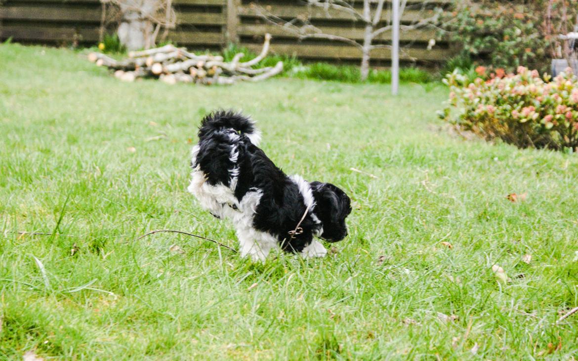 Bichon havanais Mango billede 8