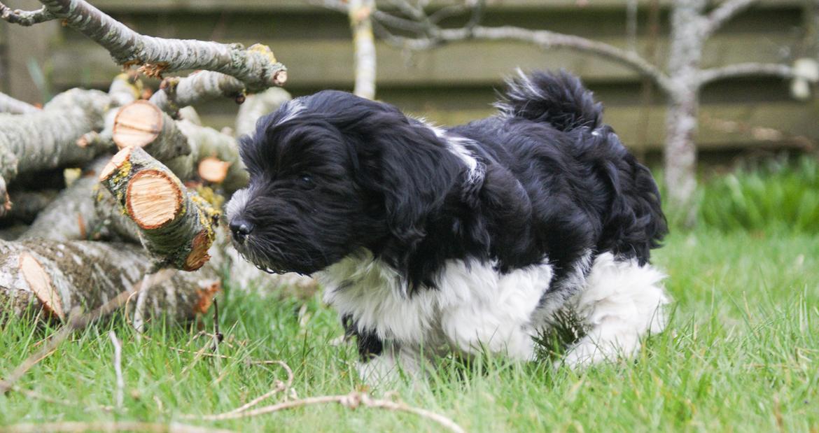 Bichon havanais Mango billede 9