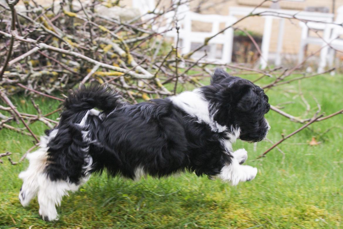 Bichon havanais Mango billede 10