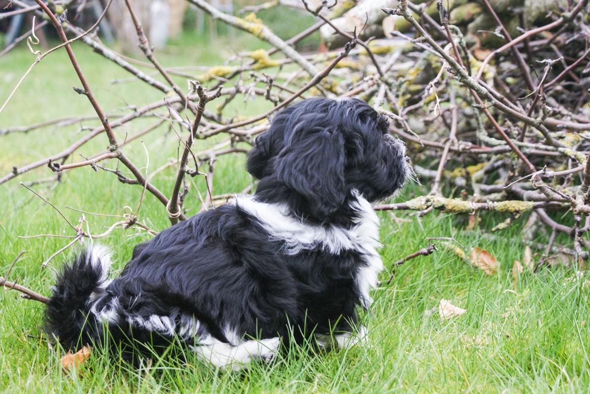 Bichon havanais Mango billede 12