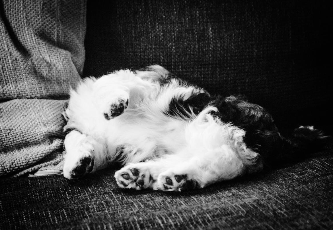 Bichon havanais Mango billede 6