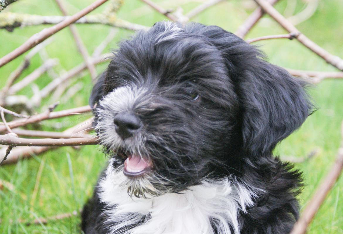 Bichon havanais Mango billede 13