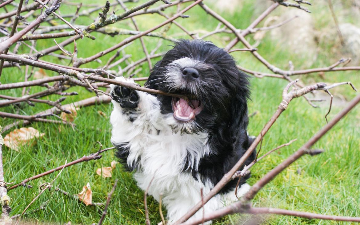 Bichon havanais Mango billede 14