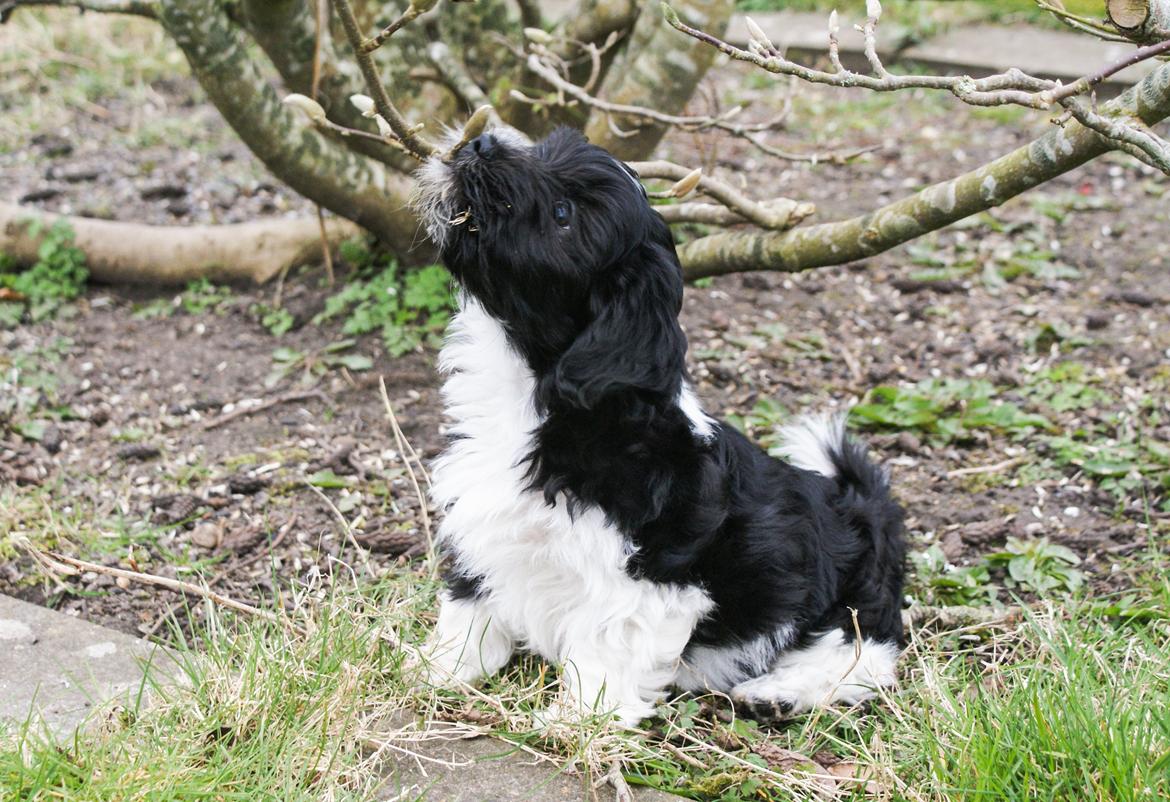 Bichon havanais Mango billede 15