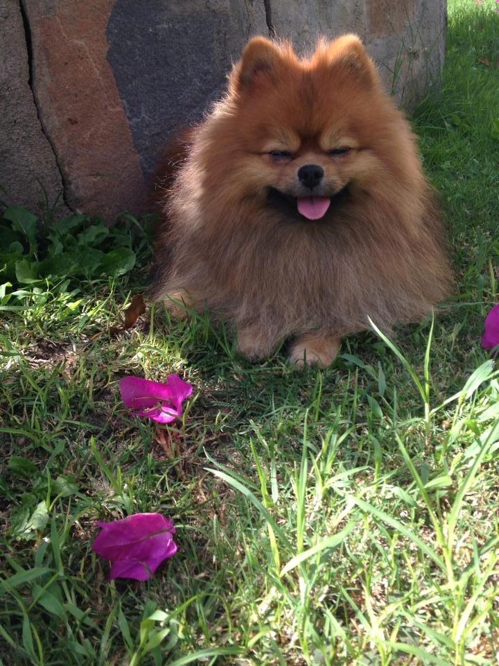 Pomeranian Chippy "Chips" billede 3