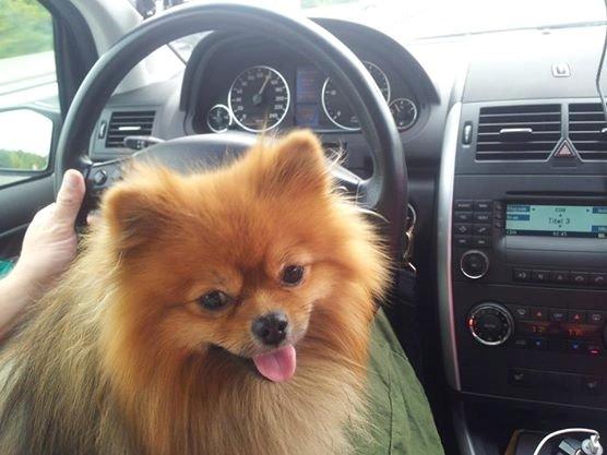 Pomeranian Chippy "Chips" billede 2