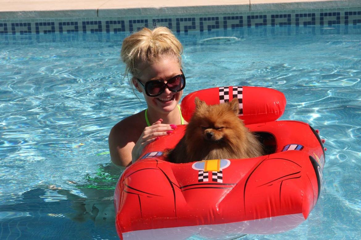 Pomeranian Chippy "Chips" billede 4