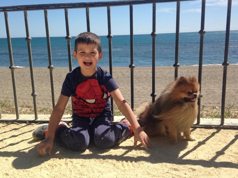 Pomeranian Chippy "Chips" billede 5