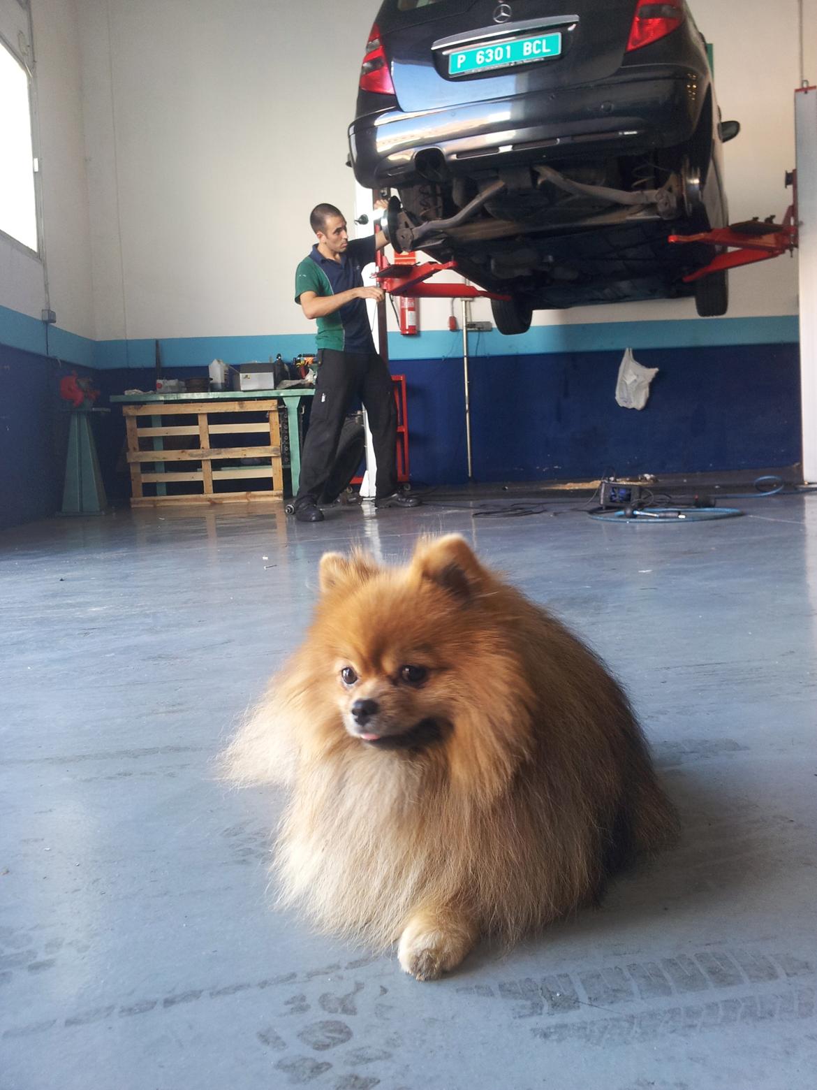 Pomeranian Chippy "Chips" billede 6