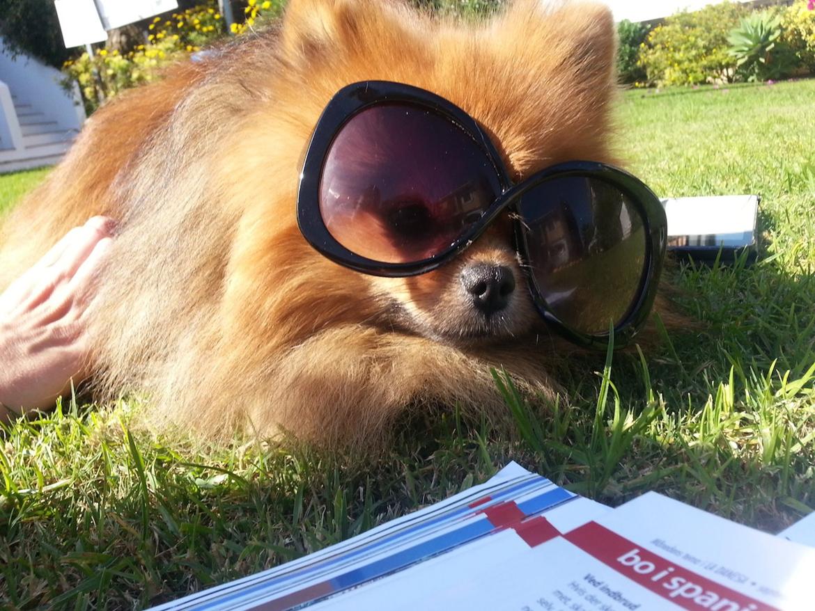 Pomeranian Chippy "Chips" billede 8