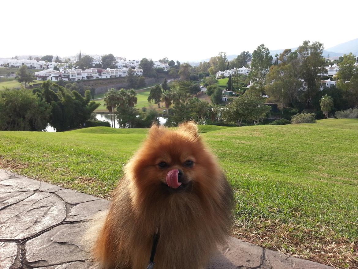 Pomeranian Chippy "Chips" billede 9