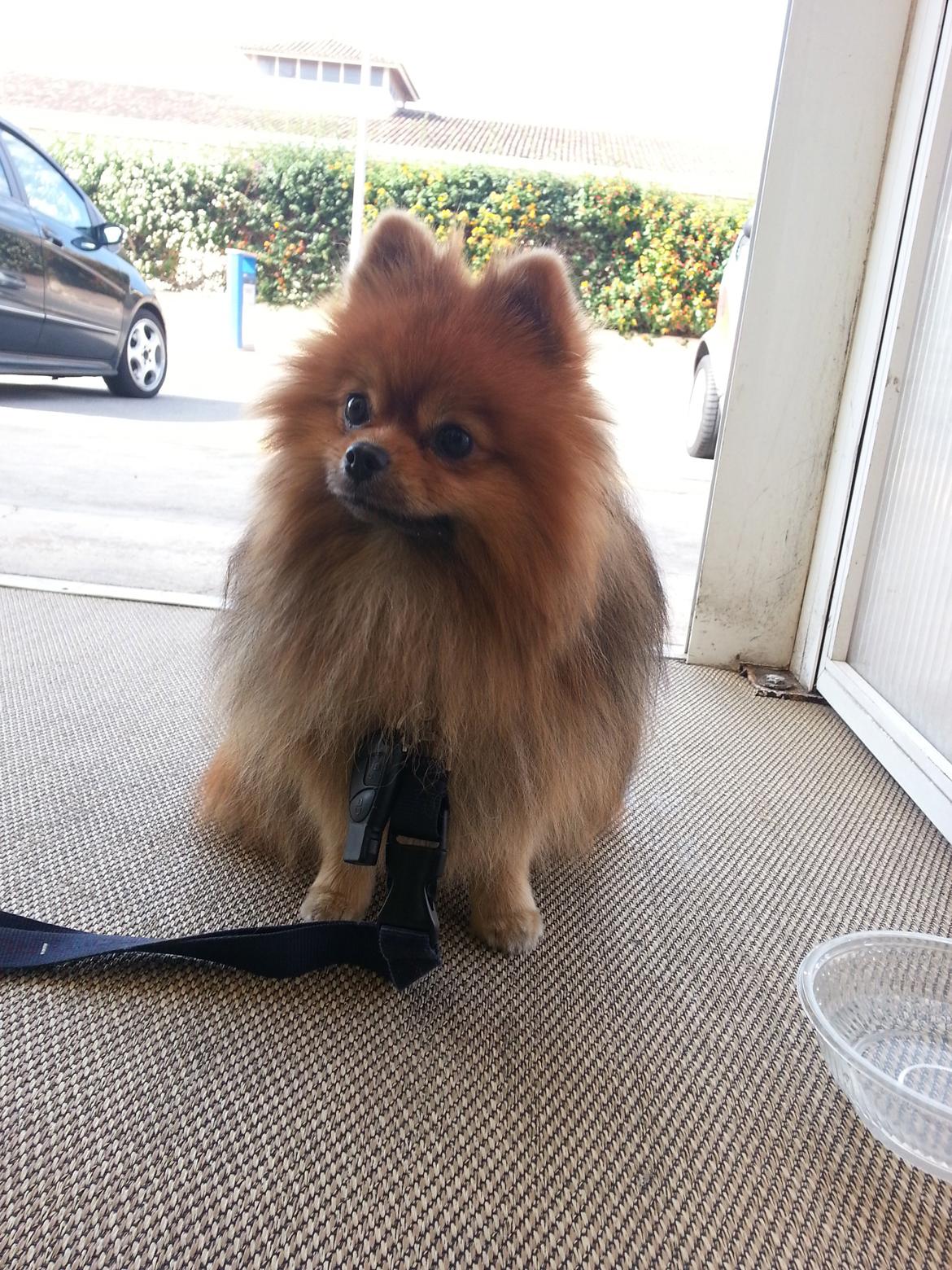 Pomeranian Chippy "Chips" billede 7