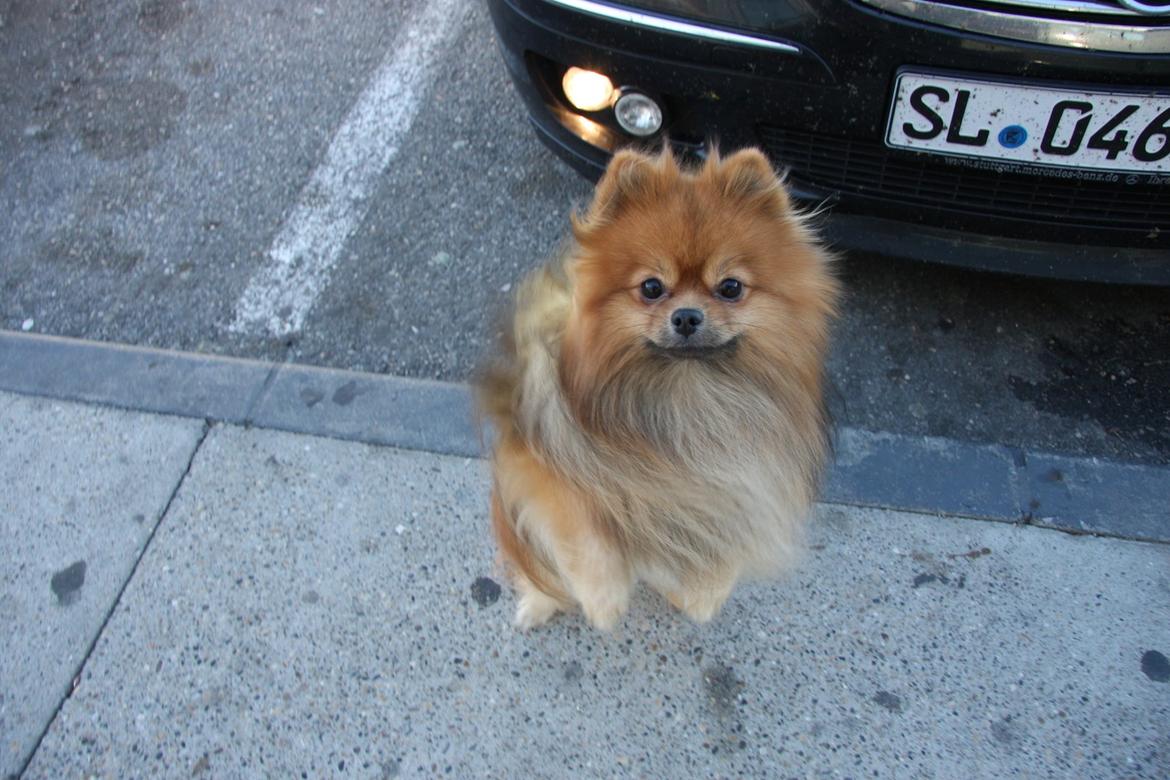 Pomeranian Chippy "Chips" billede 10