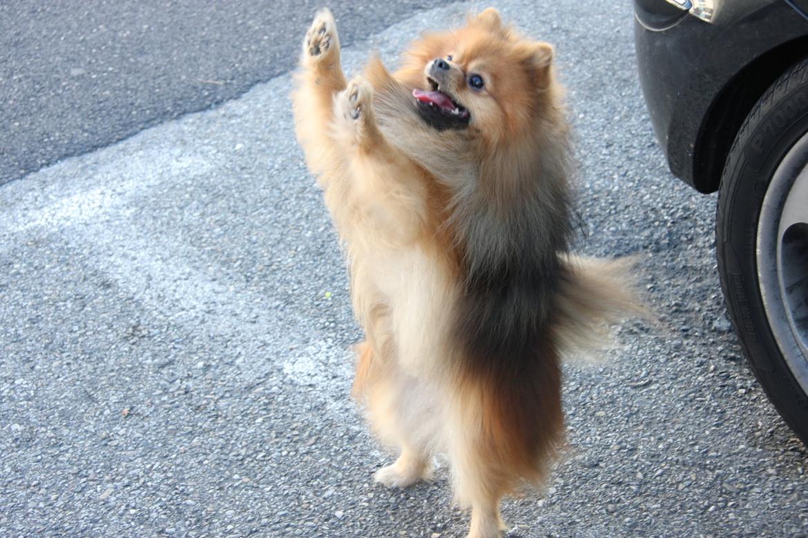 Pomeranian Chippy "Chips" billede 12