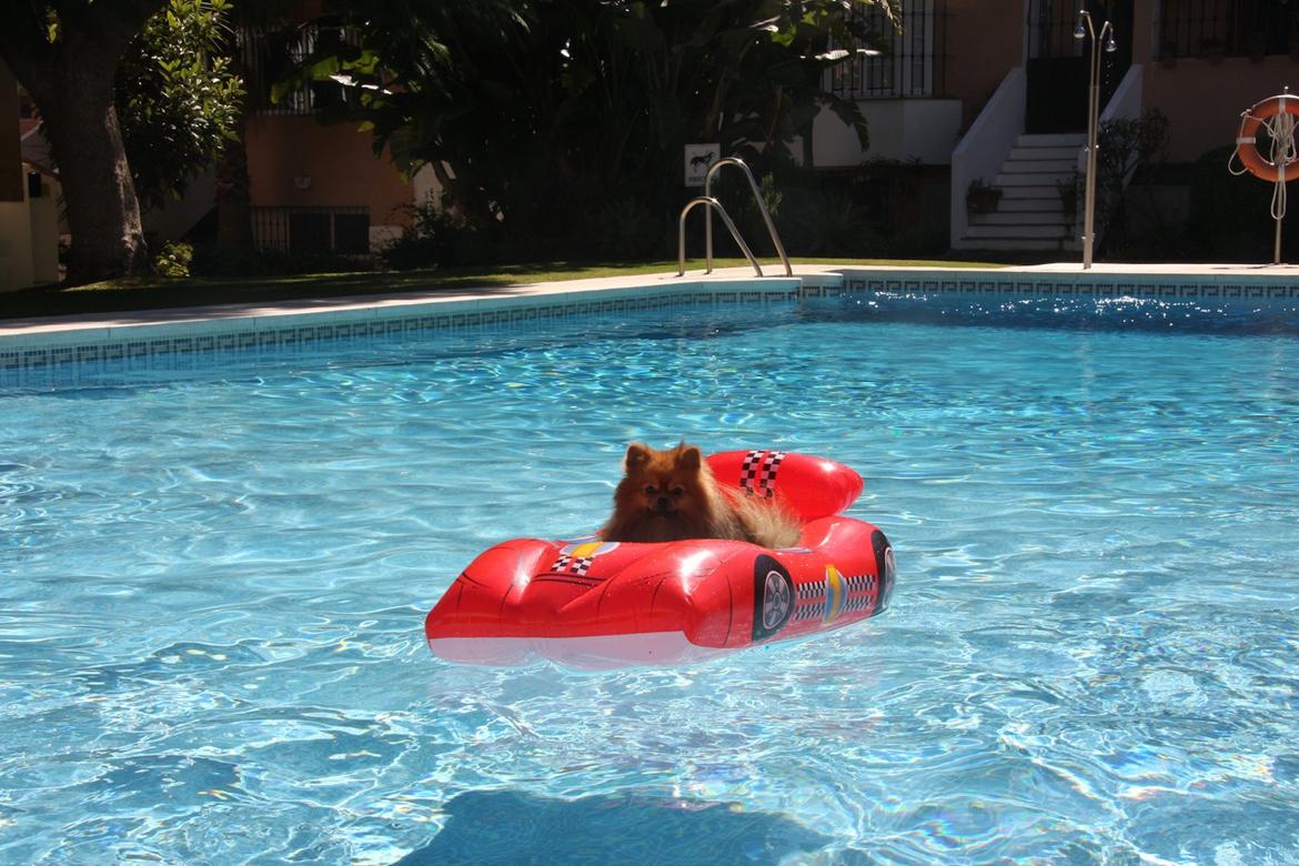 Pomeranian Chippy "Chips" billede 13