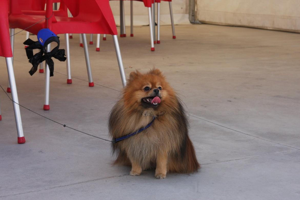 Pomeranian Chippy "Chips" billede 14