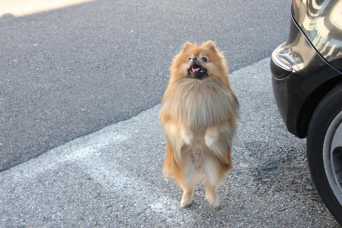 Pomeranian Chippy "Chips" billede 11