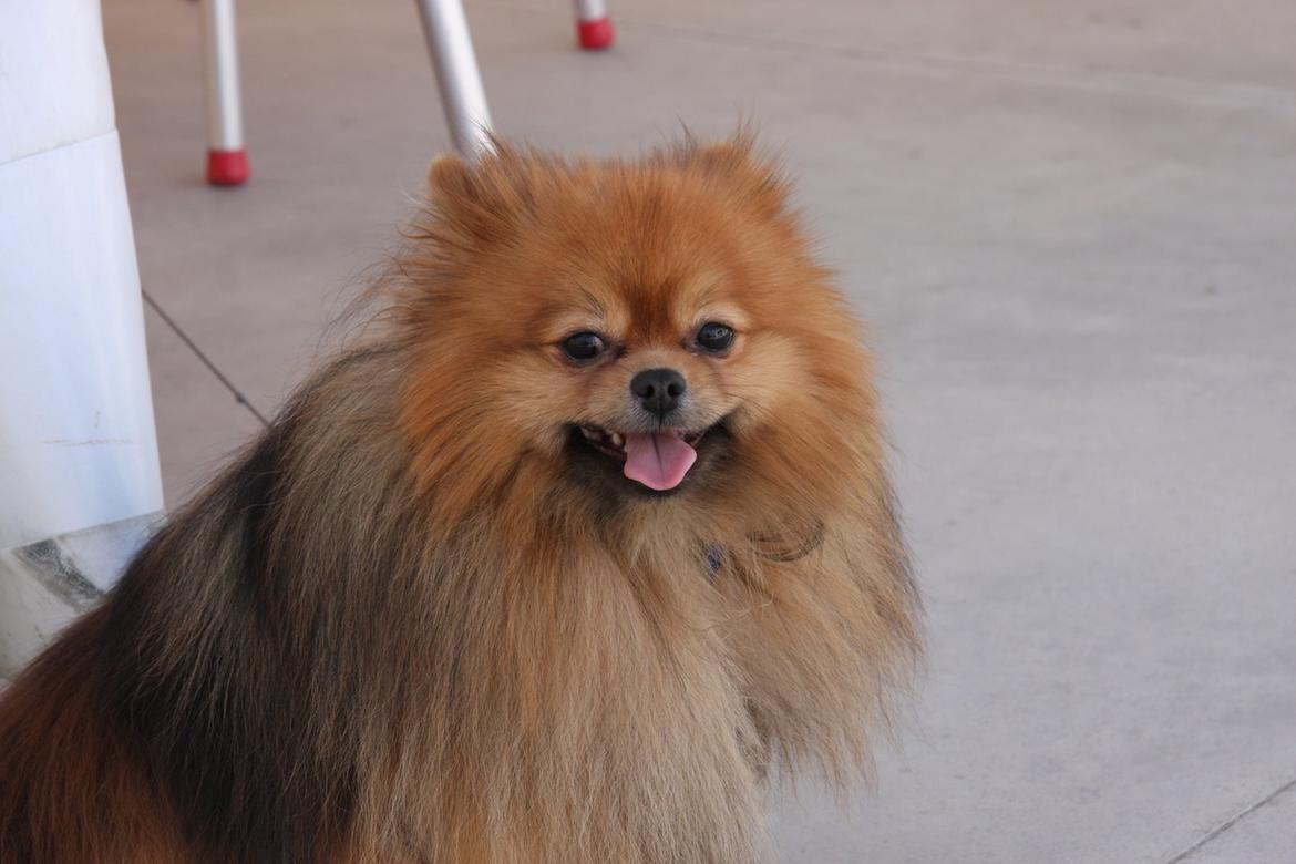 Pomeranian Chippy "Chips" billede 15