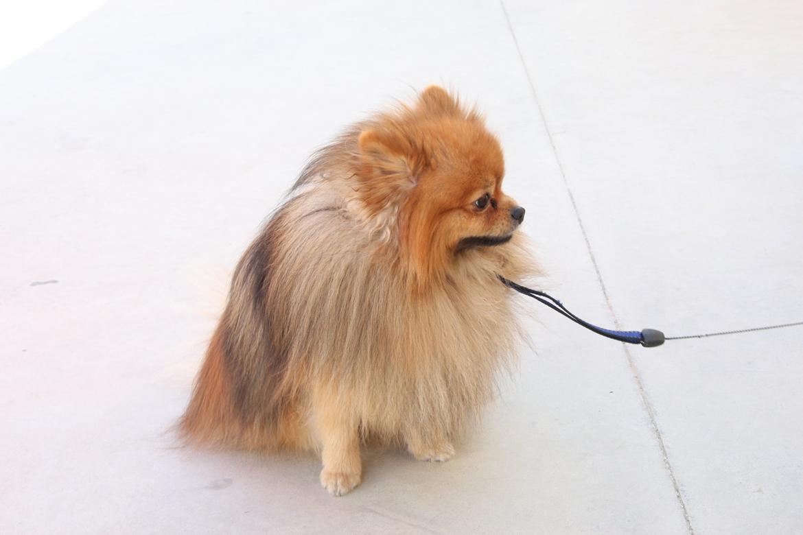 Pomeranian Chippy "Chips" billede 16