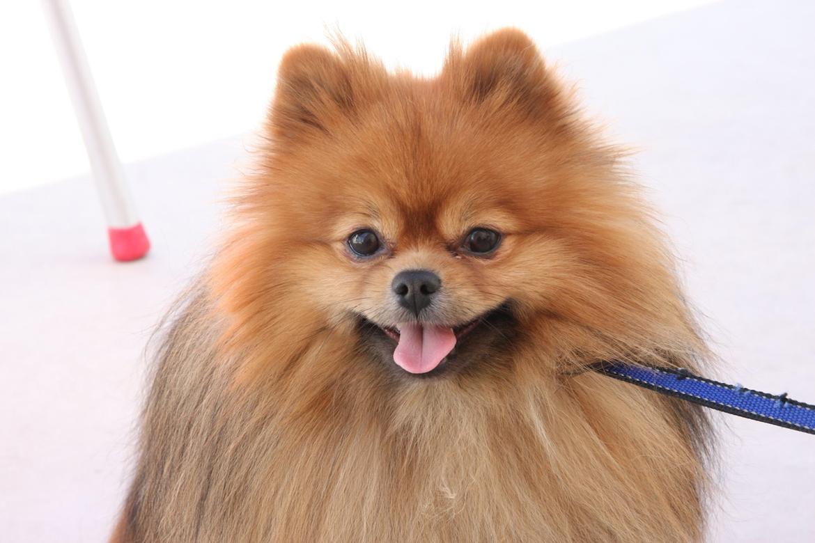 Pomeranian Chippy "Chips" billede 1