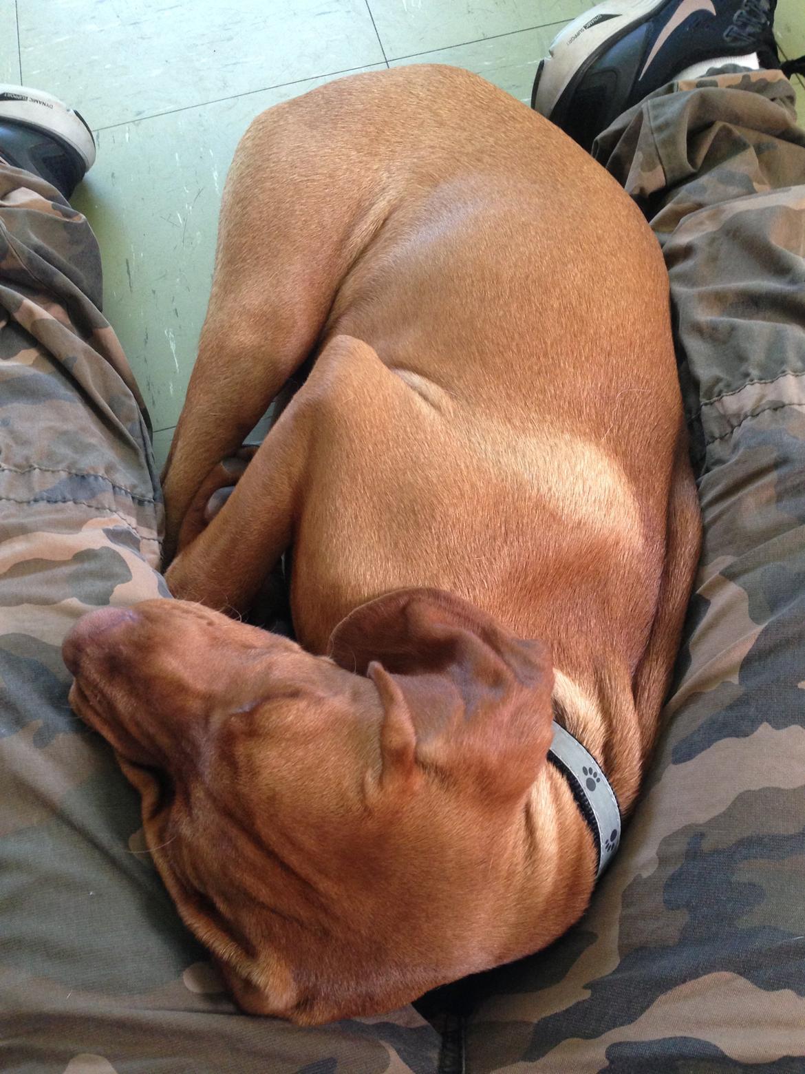 Vizsla Viggo billede 9