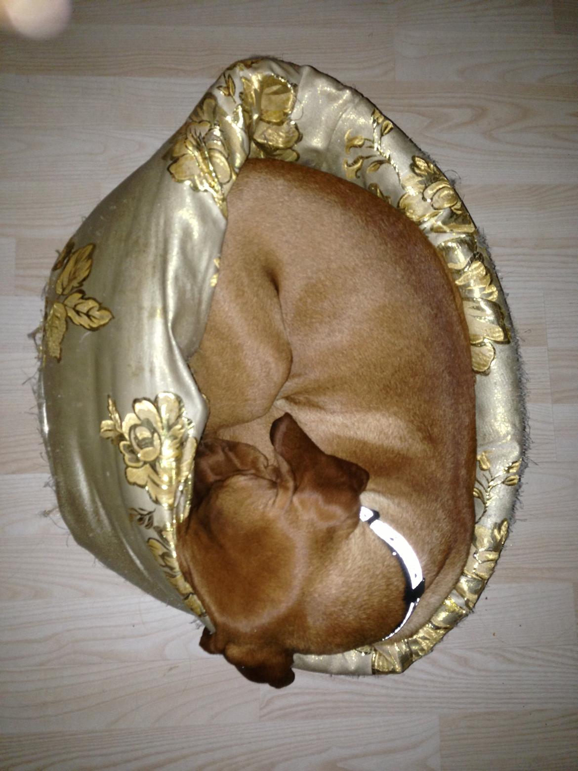 Vizsla Viggo billede 12