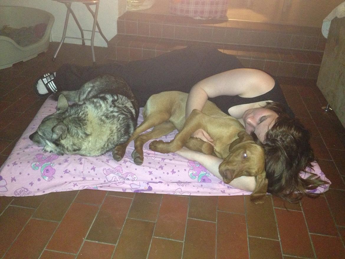 Vizsla Viggo billede 13