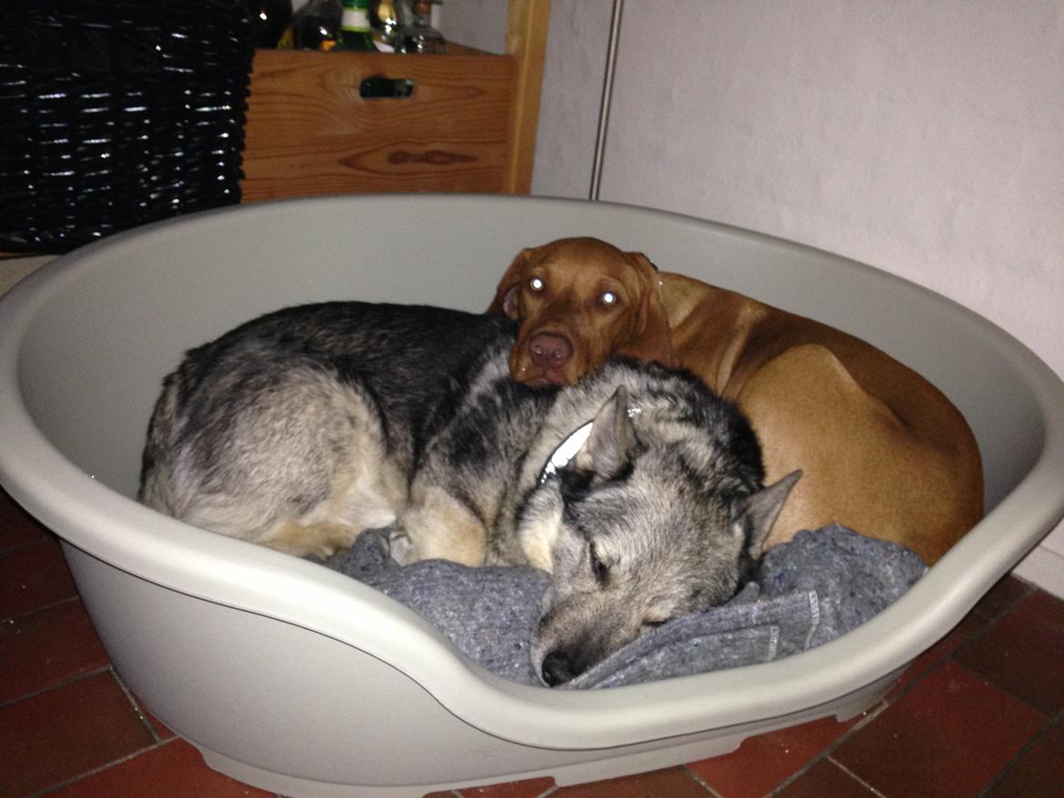 Vizsla Viggo billede 16