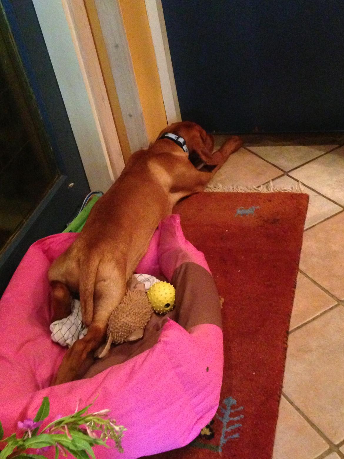 Vizsla Viggo billede 10