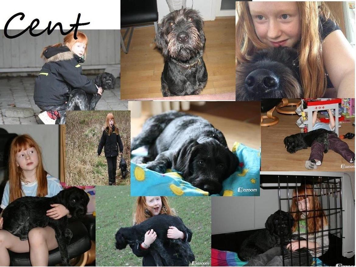 Ruhåret hønsehund Cent billede 1