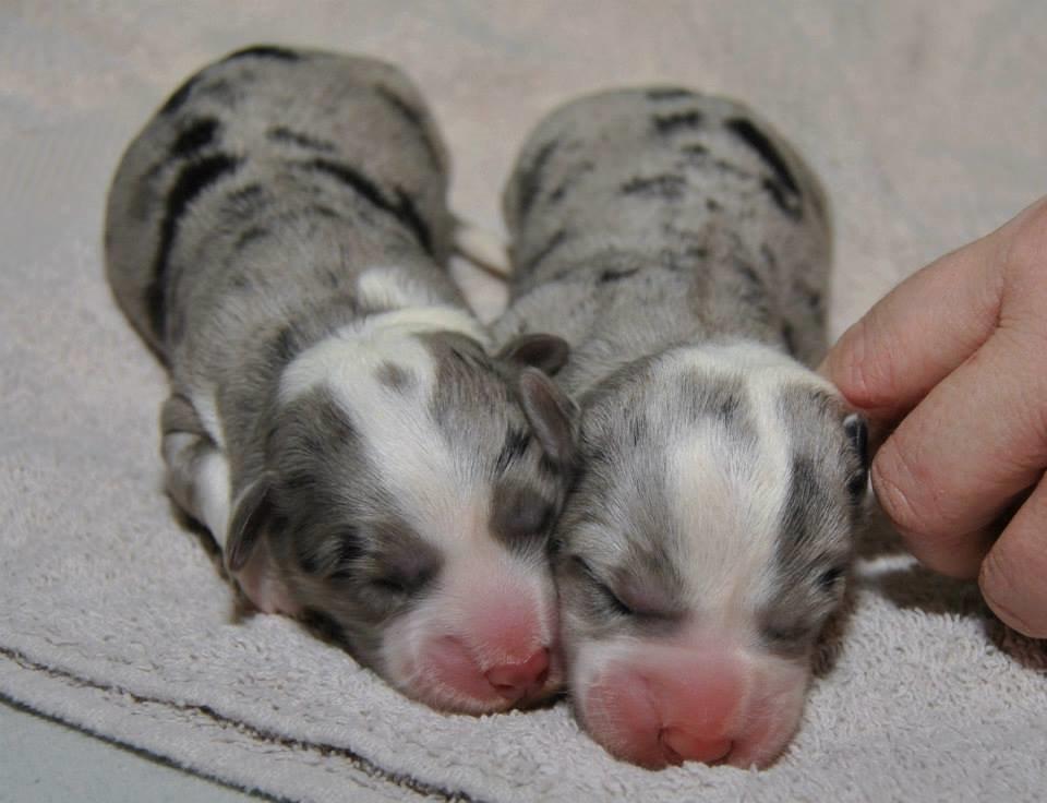 Welsh corgi cardigan Aasteds Allways Add Bubbly Blue aka. "Diesel" - Nyfødte, ham og søster. Foto: Tina- Kennel Aasted billede 19