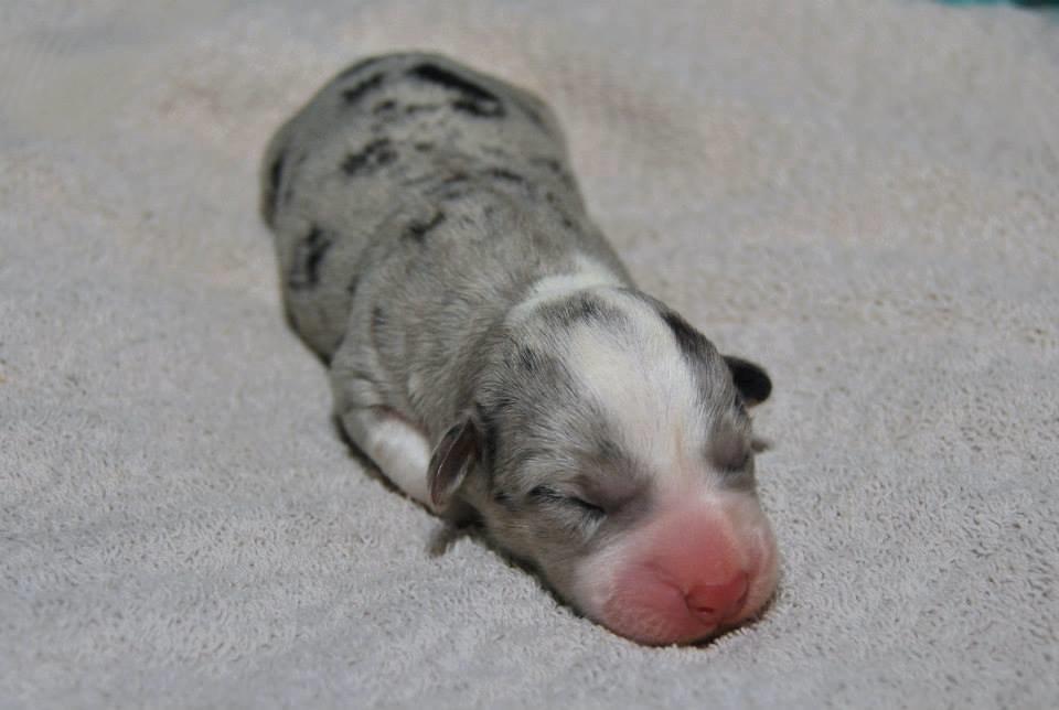 Welsh corgi cardigan Aasteds Allways Add Bubbly Blue aka. "Diesel" - Nyfødt. Foto: Tina- Kennel Aasted billede 21
