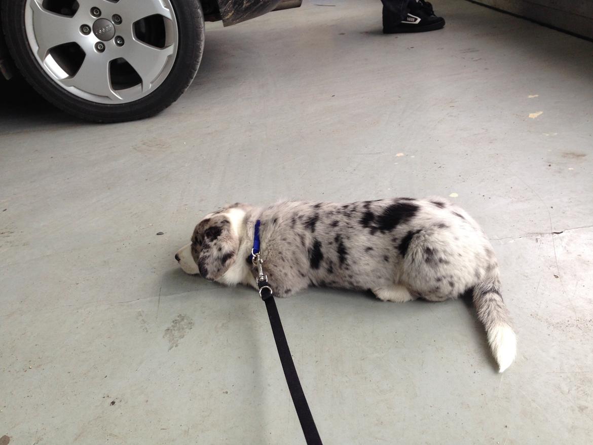 Welsh corgi cardigan Aasteds Allways Add Bubbly Blue aka. "Diesel" - Øver sig i at være værkstedshund ;) billede 24