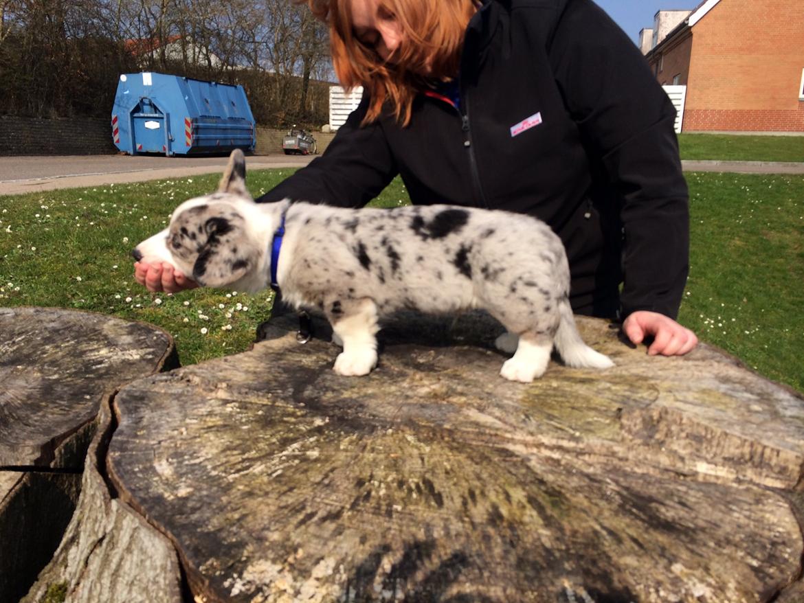 Welsh corgi cardigan Aasteds Allways Add Bubbly Blue aka. "Diesel" - Vi træner stå! billede 26