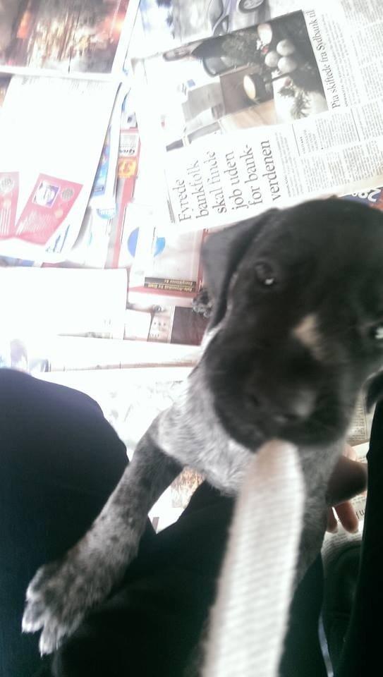 Ruhåret hønsehund Hjortlunds Eiko - Der tygges på hættetrøjen. Foto: Mig. billede 15