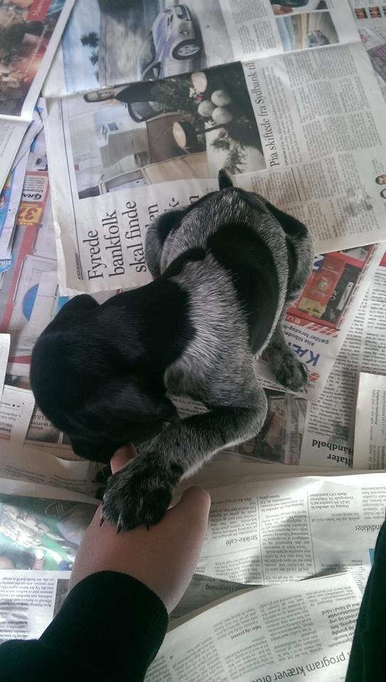 Ruhåret hønsehund Hjortlunds Eiko - Mhmm fingerpølser. Foto: Mig. billede 17