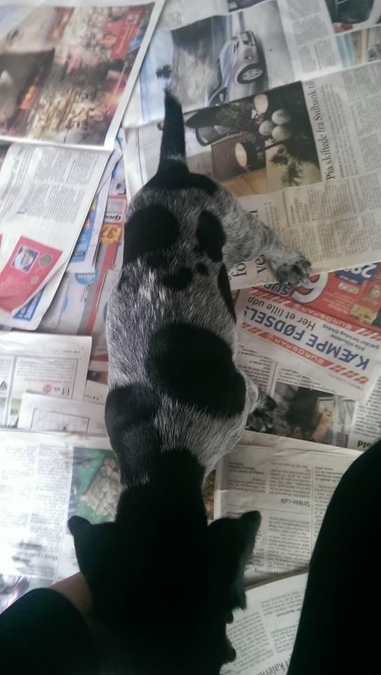 Ruhåret hønsehund Hjortlunds Eiko - Foto: Mig. billede 18