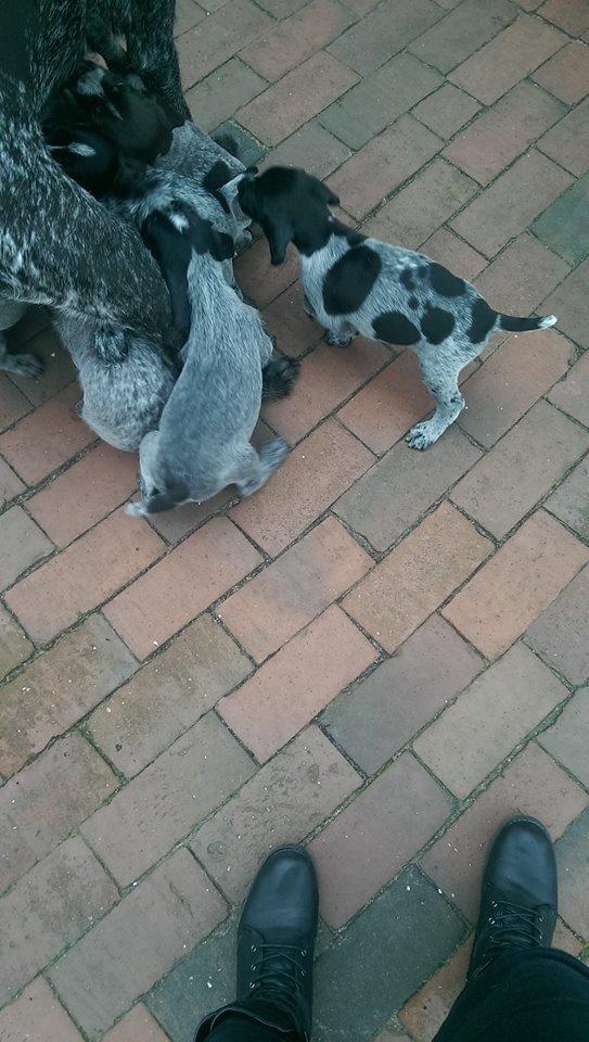 Ruhåret hønsehund Hjortlunds Eiko - Foto: Mig. billede 19