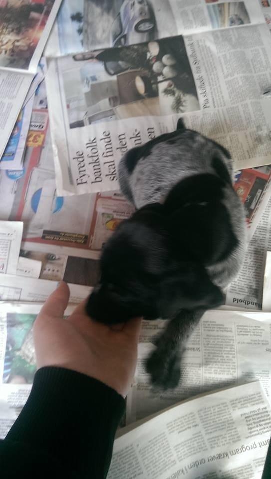 Ruhåret hønsehund Hjortlunds Eiko - Foto: Mig. billede 20